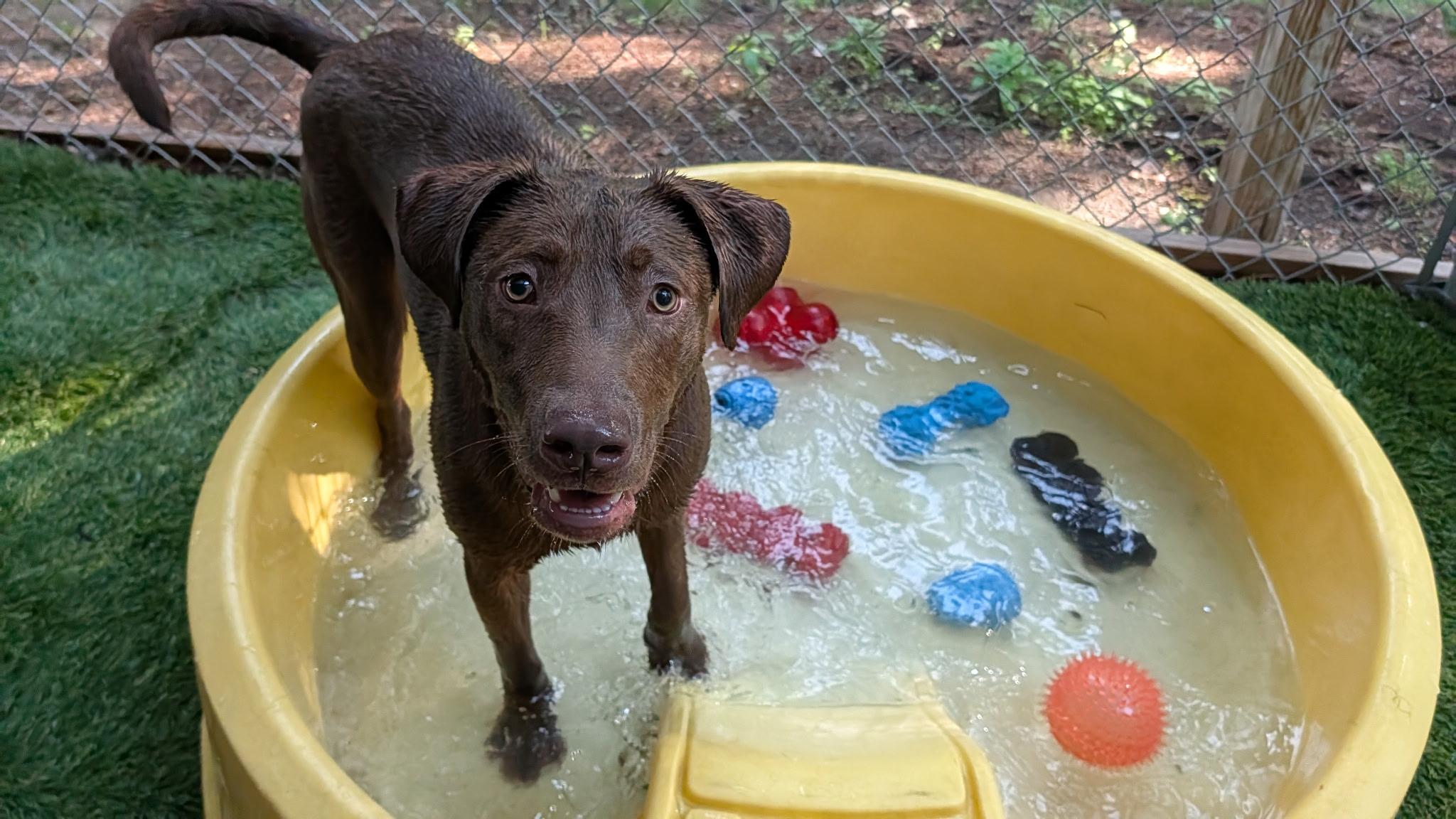 Felix, a ADOPTABLE mixed breed in Hollis, NH image 2/5