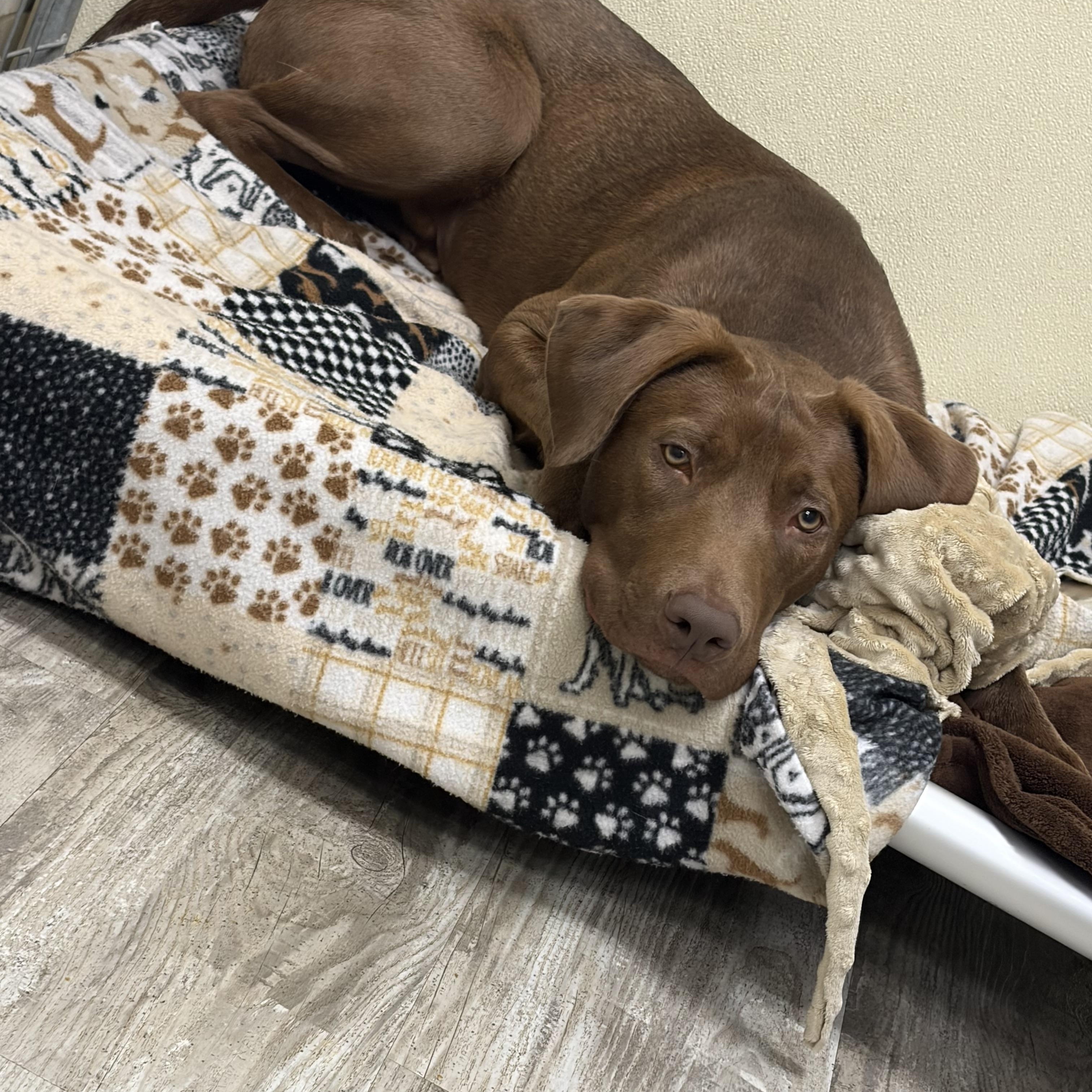Felix, a ADOPTABLE mixed breed in Hollis, NH image 5/5