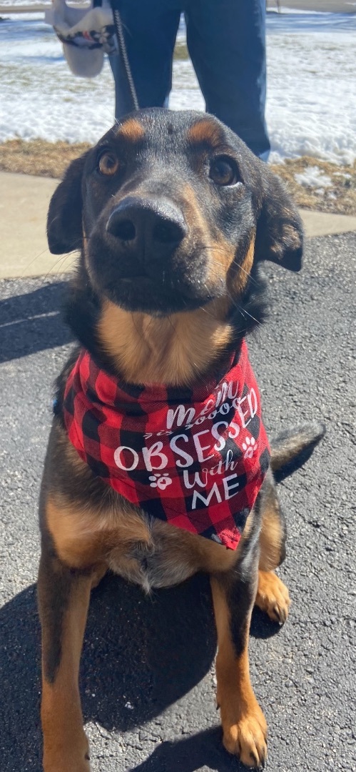 Trooper (black & tan), a Adoptable mixed breed in Watertown, WI image 3/6