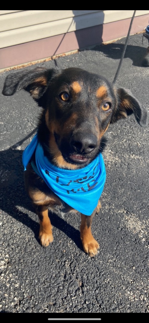 Trooper, an adoptable Shepherd in Watertown, WI, 53094 | Photo Image 3