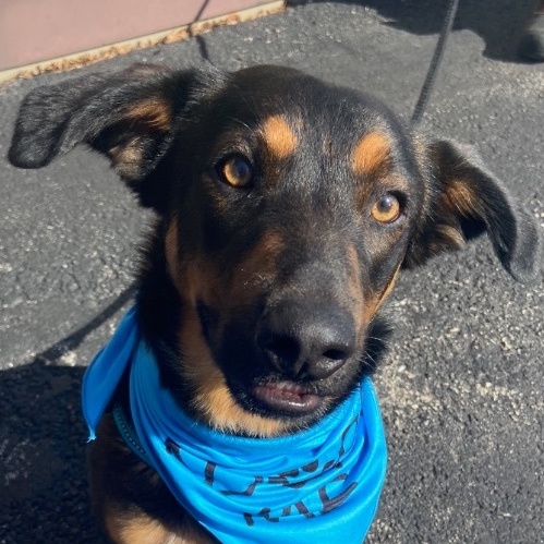 Trooper (black & tan), a Adoptable mixed breed in Watertown, WI image 4/6