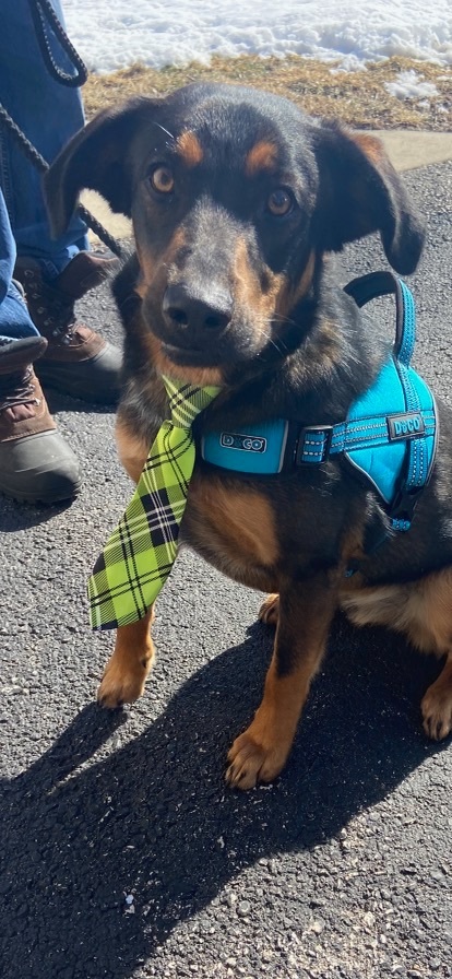 Trooper, an adoptable Shepherd in Watertown, WI, 53094 | Photo Image 4