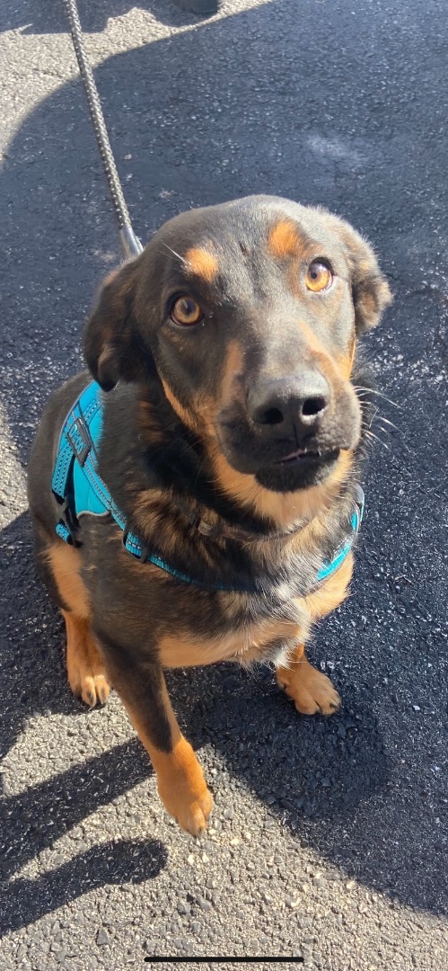Trooper (black & tan), a Adoptable mixed breed in Watertown, WI image 6/6