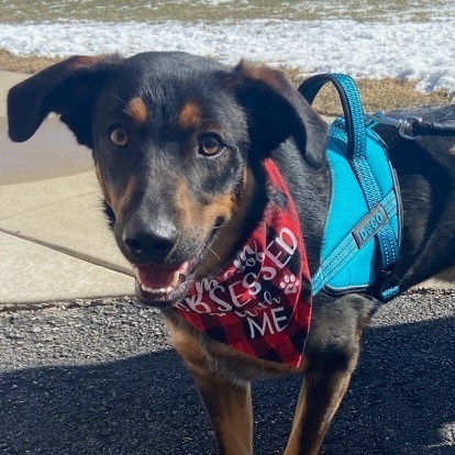 Trooper (black & tan), a Adoptable mixed breed in Watertown, WI image 2/6