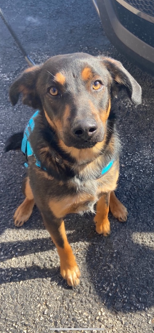 Trooper (black & tan), Adoptable, Young Male Shepherd.