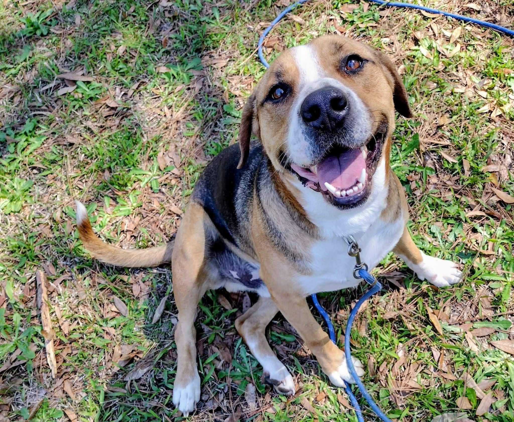 Enzo, a Adoptable mixed breed in Atlanta, GA image 1/5