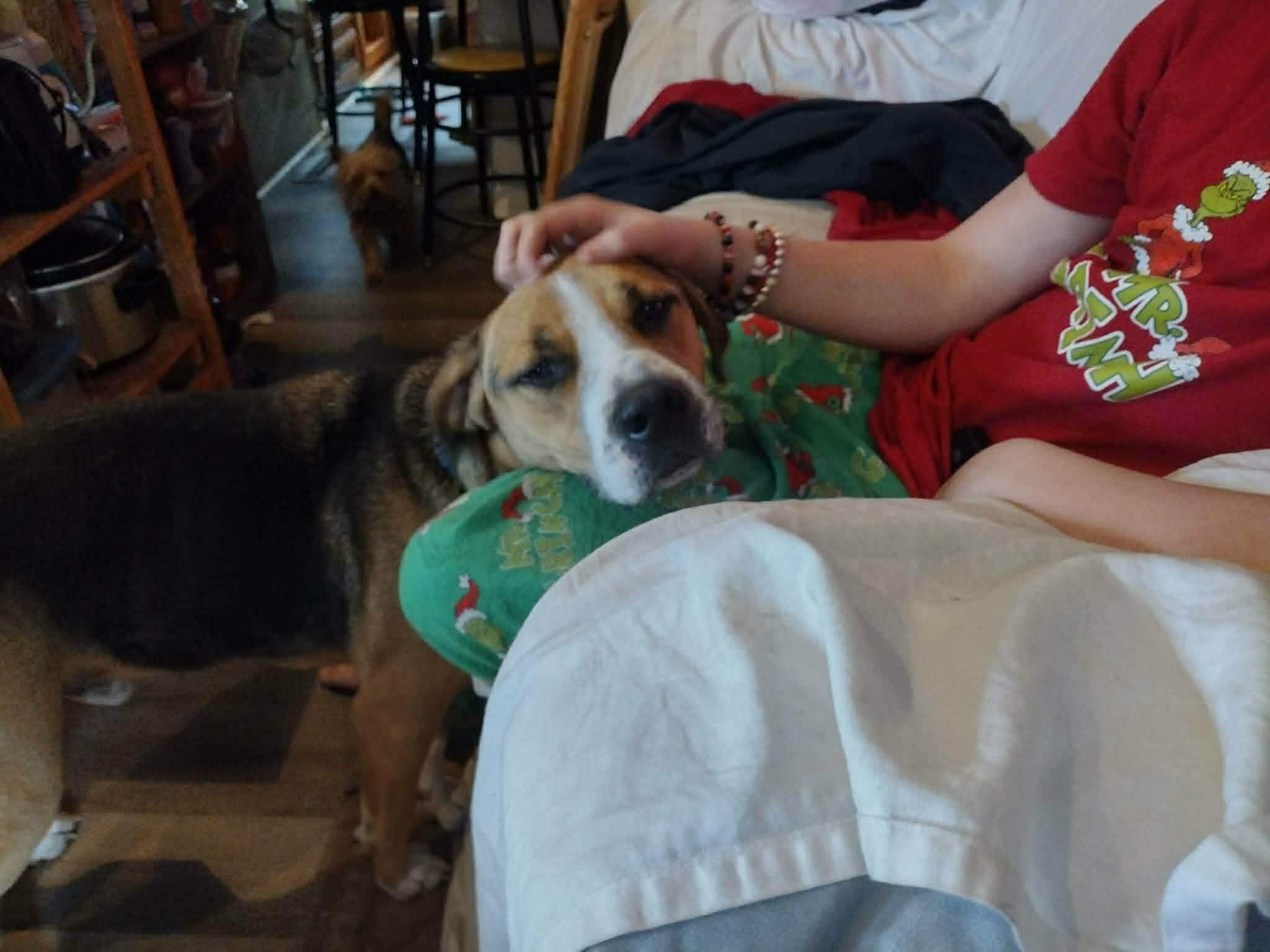 Enzo, a Adoptable mixed breed in Atlanta, GA image 5/5