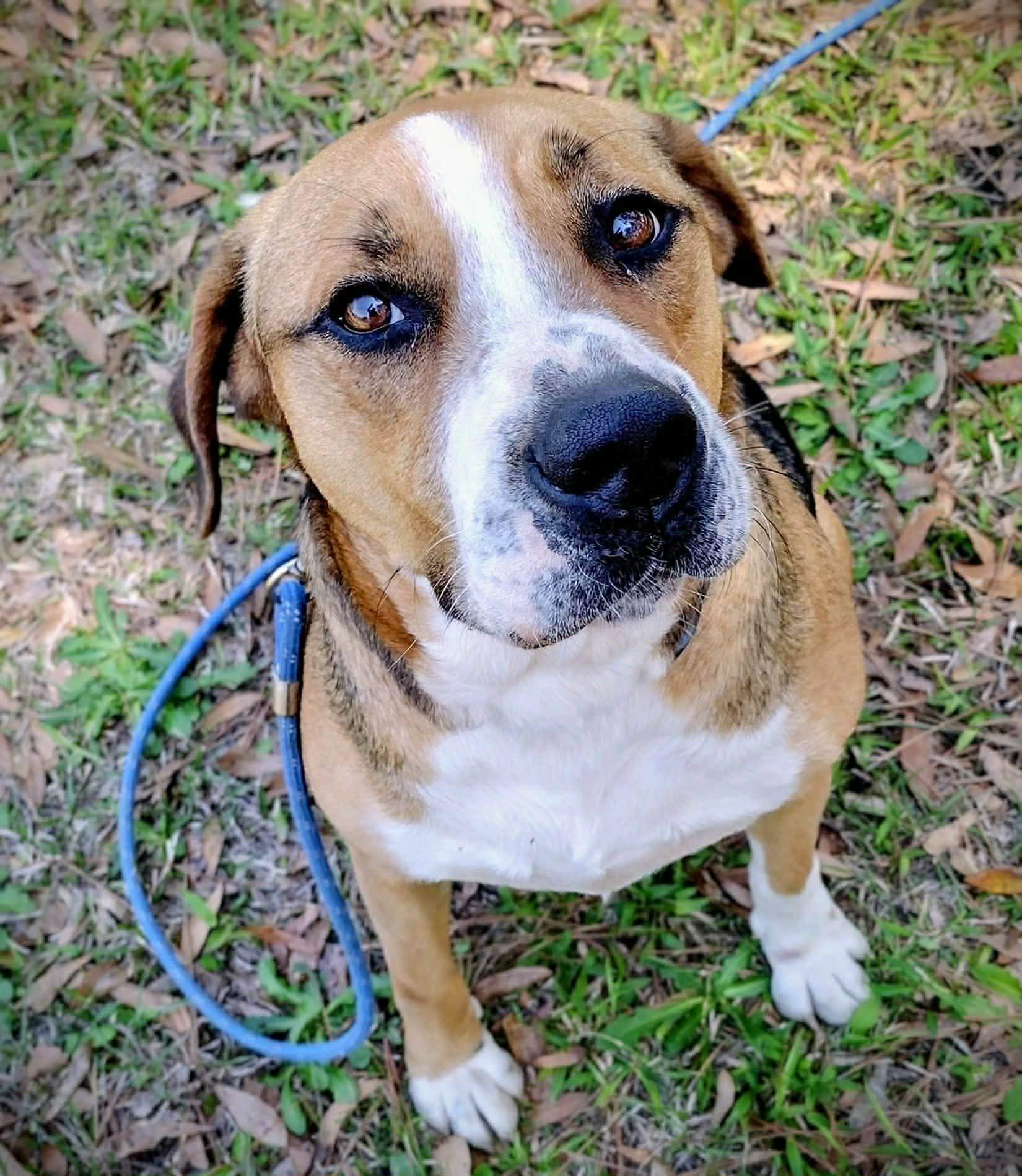 Enzo, a Adoptable mixed breed in Atlanta, GA image 2/5