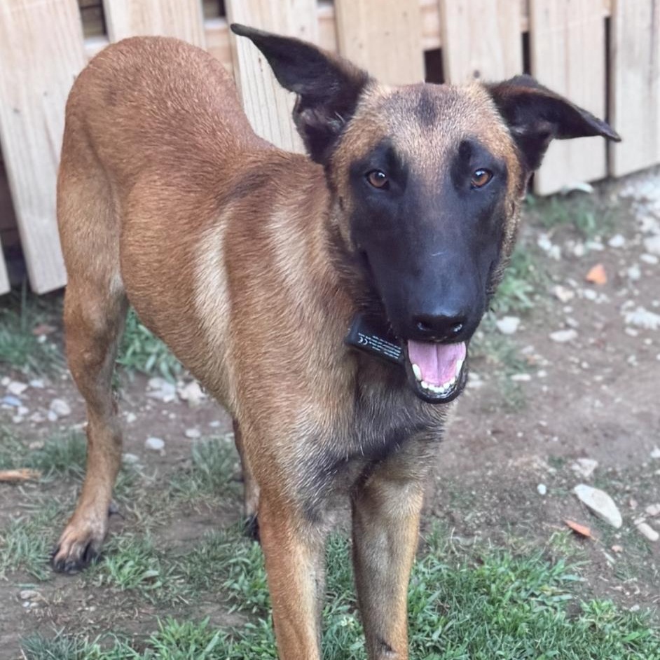 Keni, Adoptable, Young Male Belgian Shepherd / Malinois.