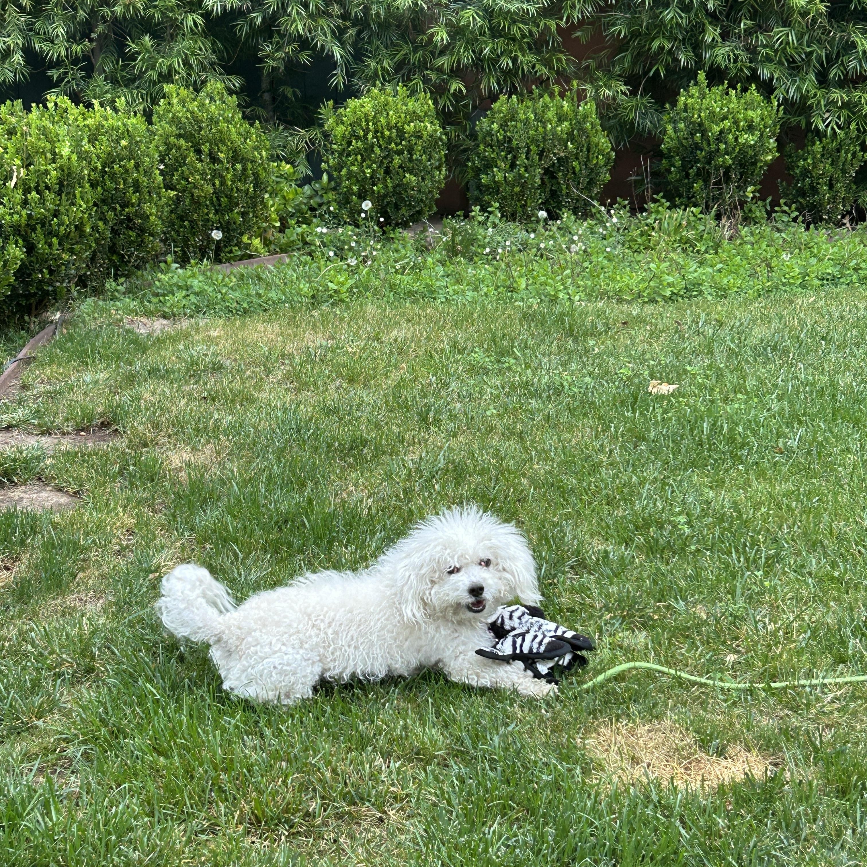Muffin, a ADOPTABLE Miniature Poodle in Long Beach, CA image 1/5