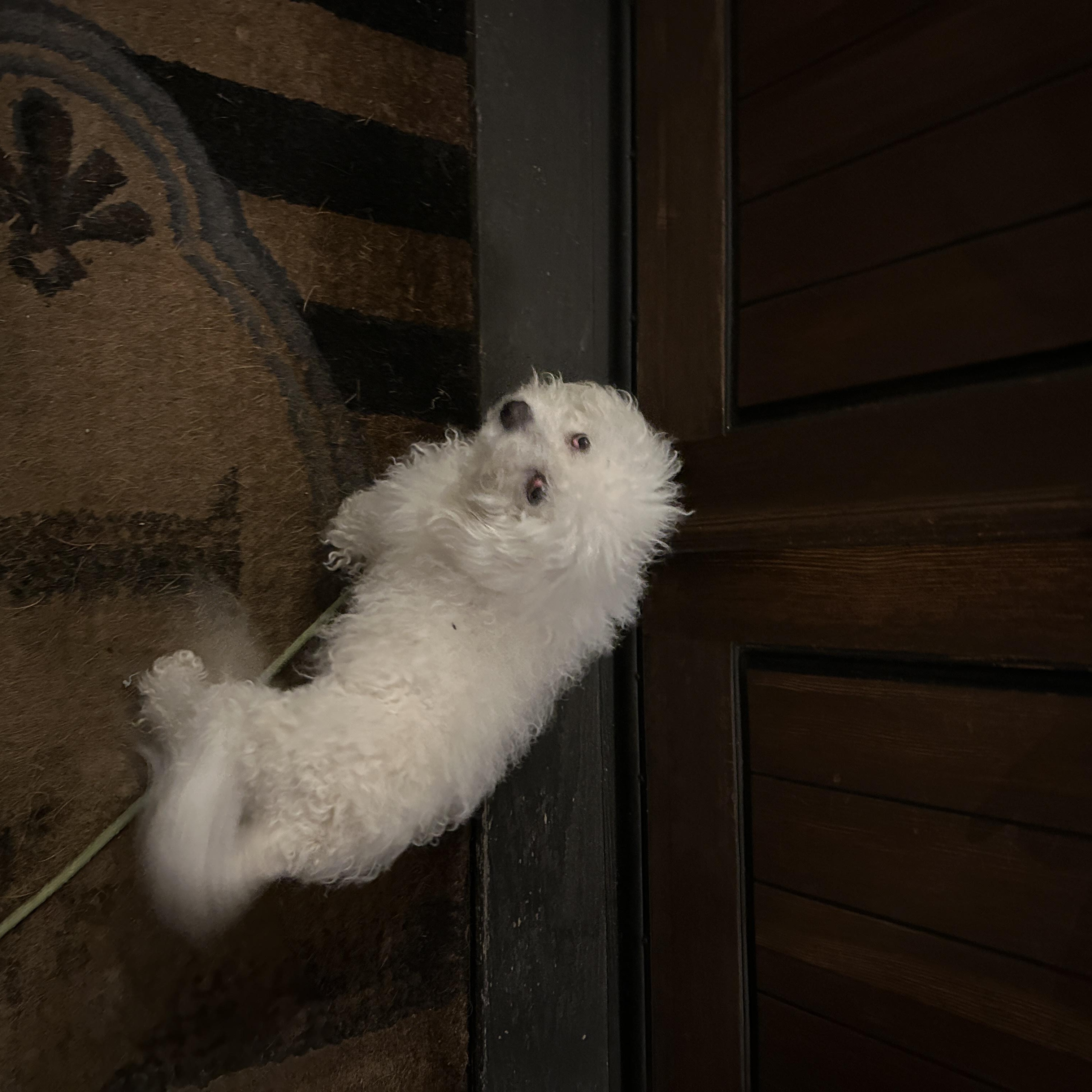 Muffin, a ADOPTABLE Miniature Poodle in Long Beach, CA image 4/5