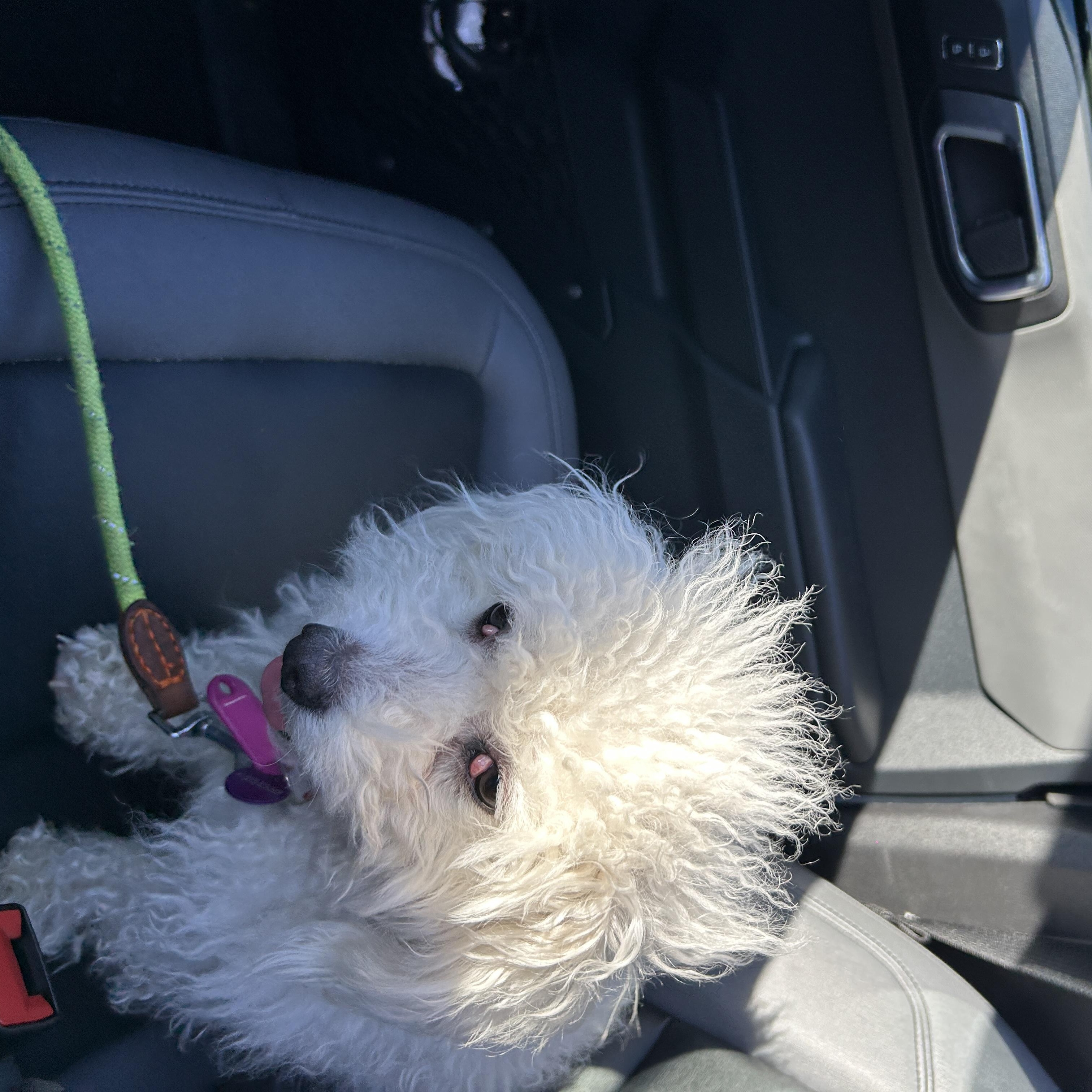 Muffin, a ADOPTABLE Miniature Poodle in Long Beach, CA image 5/5