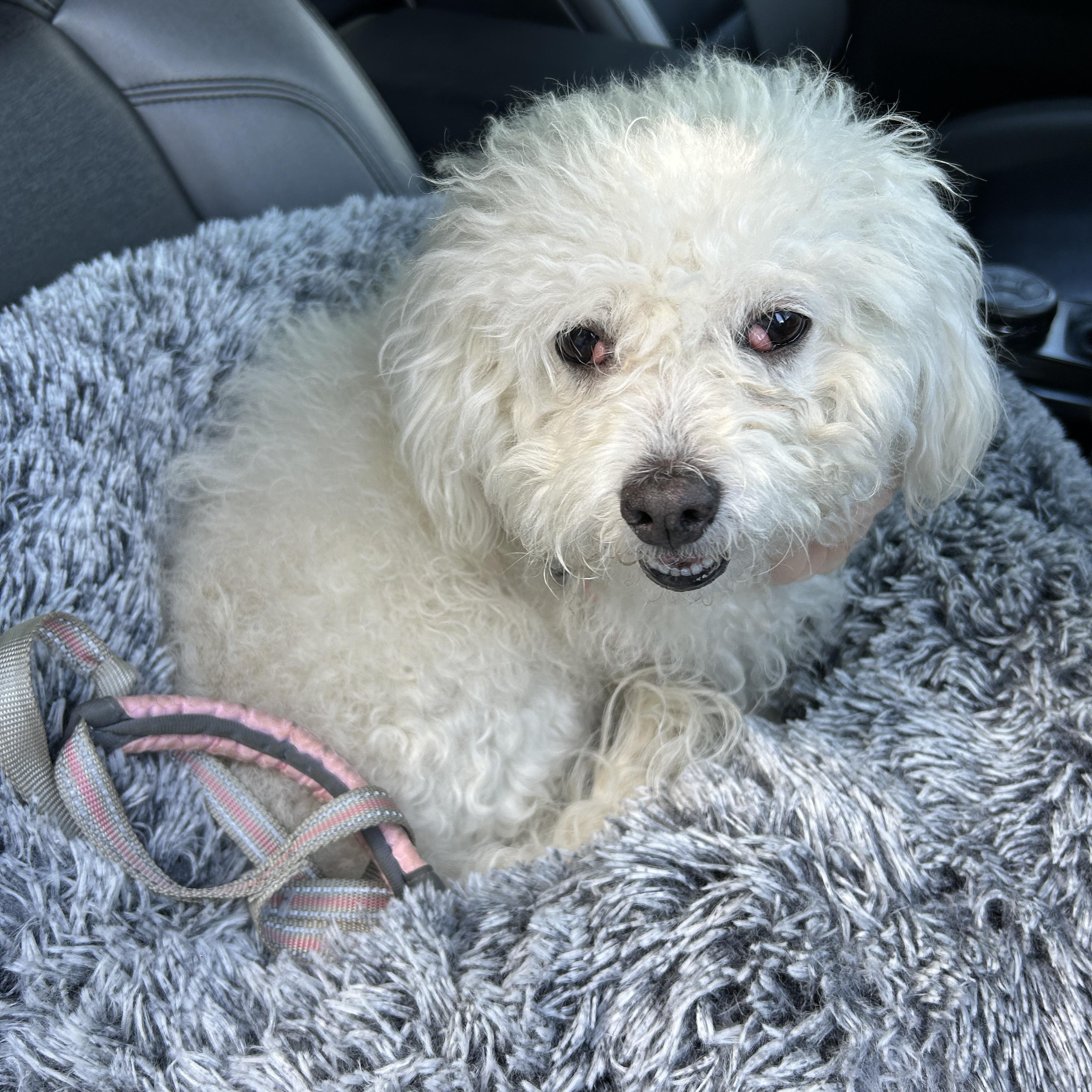 Muffin, a ADOPTABLE Miniature Poodle in Long Beach, CA image 2/5