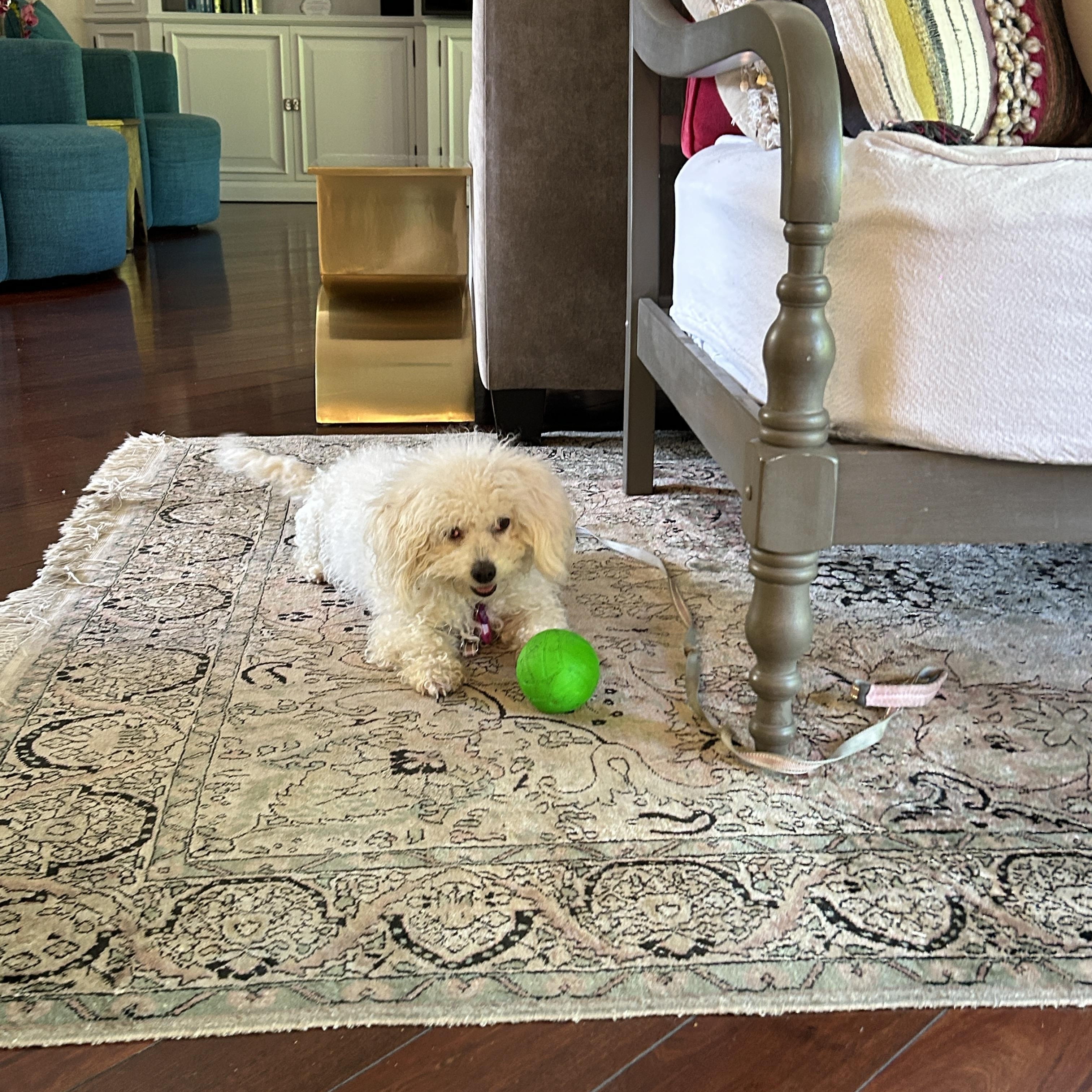 Muffin, a ADOPTABLE Miniature Poodle in Long Beach, CA image 3/5