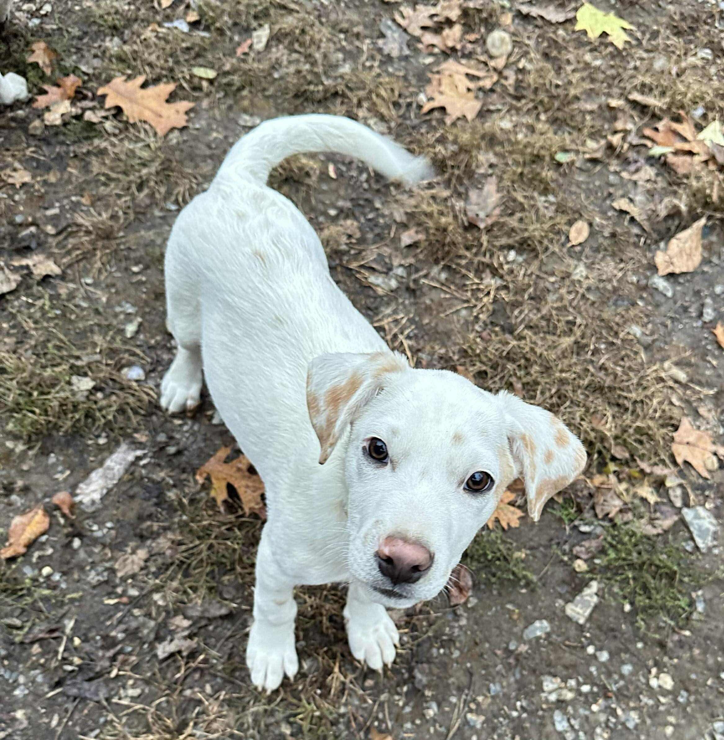 Pete, a Adoptable mixed breed in Argyle, NY image 5/6