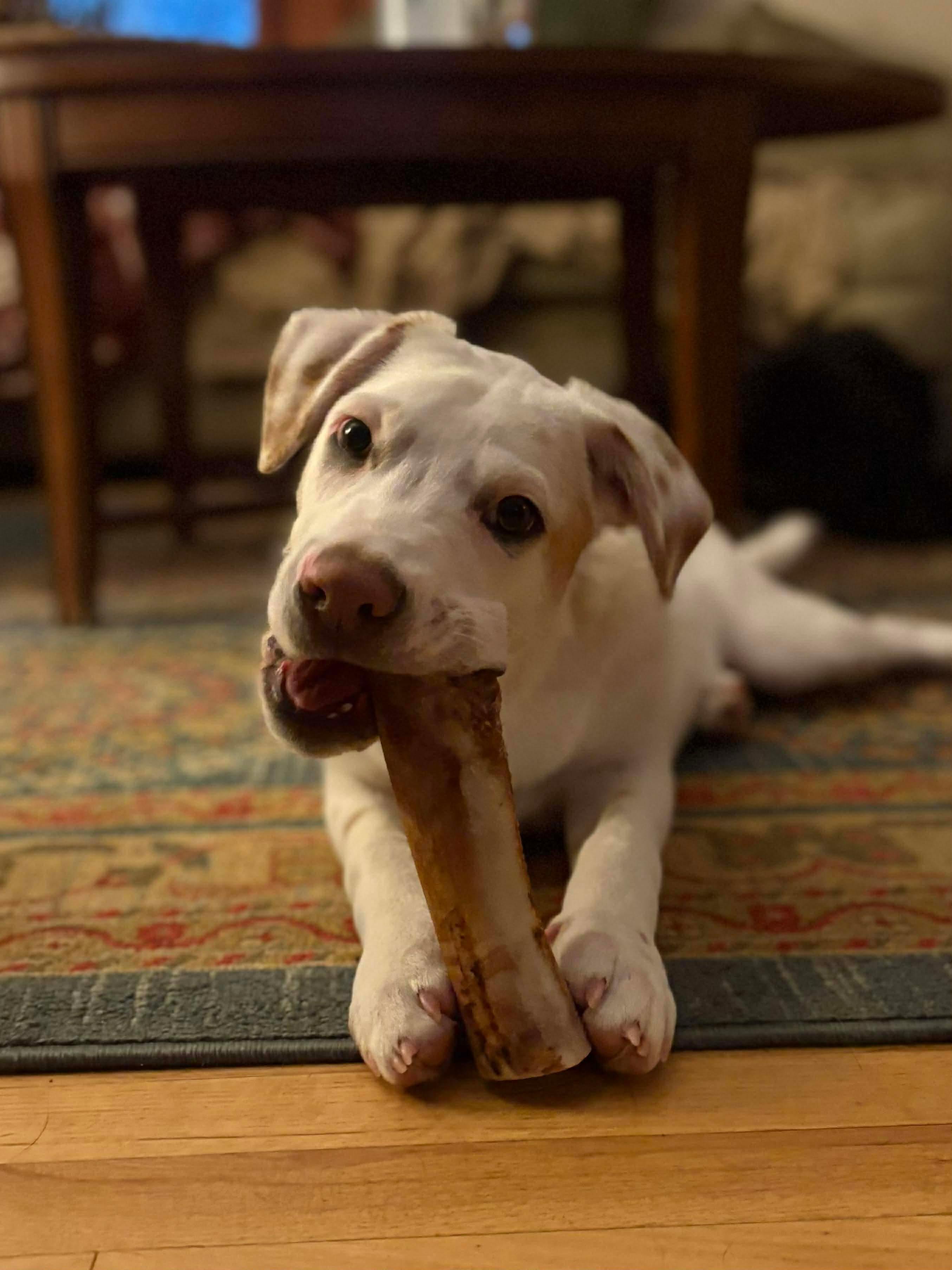 Pete, Adoptable, Puppy Male Australian Cattle Dog / Blue Heeler & Hound.