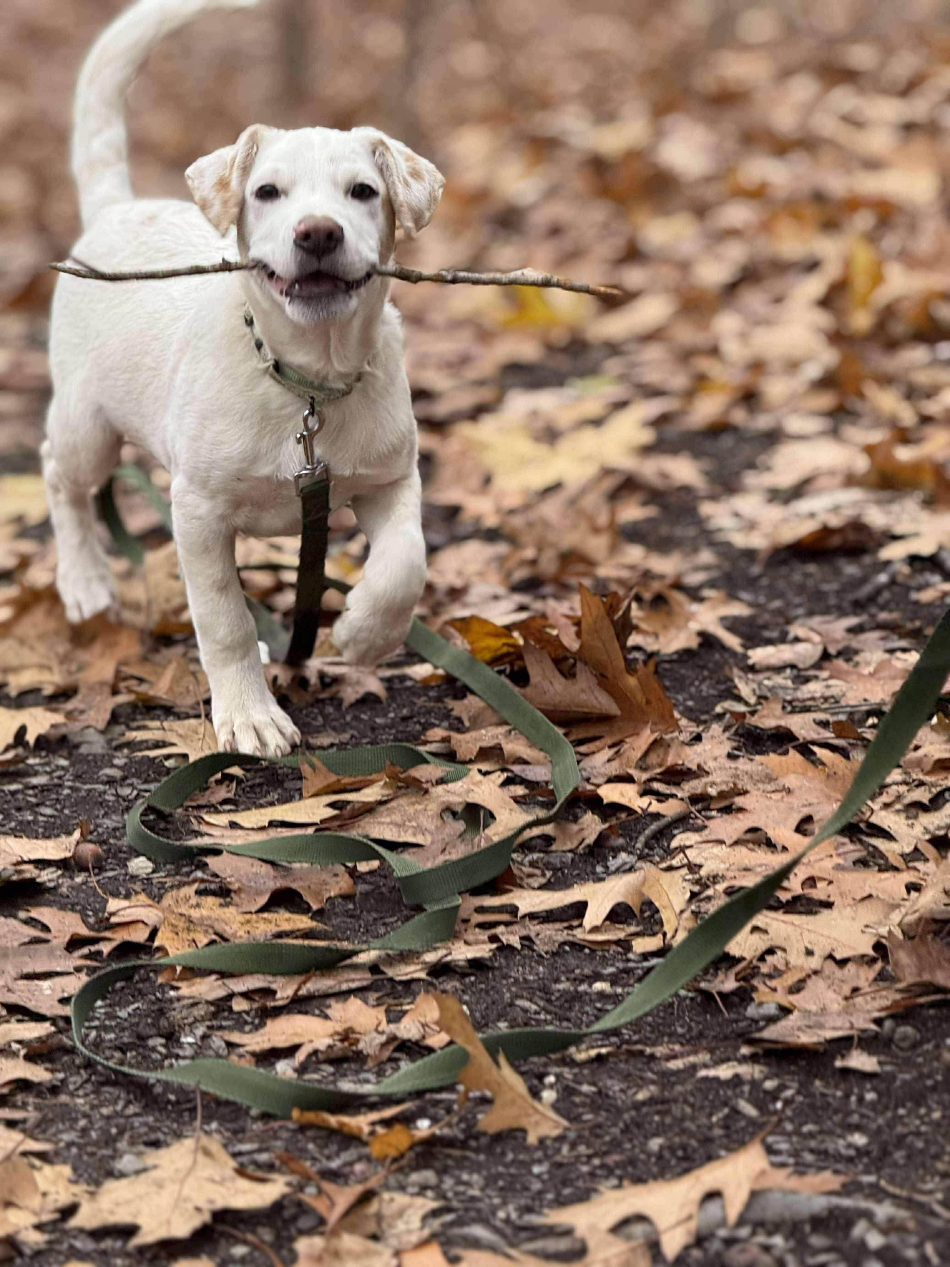 Pete, a Adoptable mixed breed in Argyle, NY image 3/6