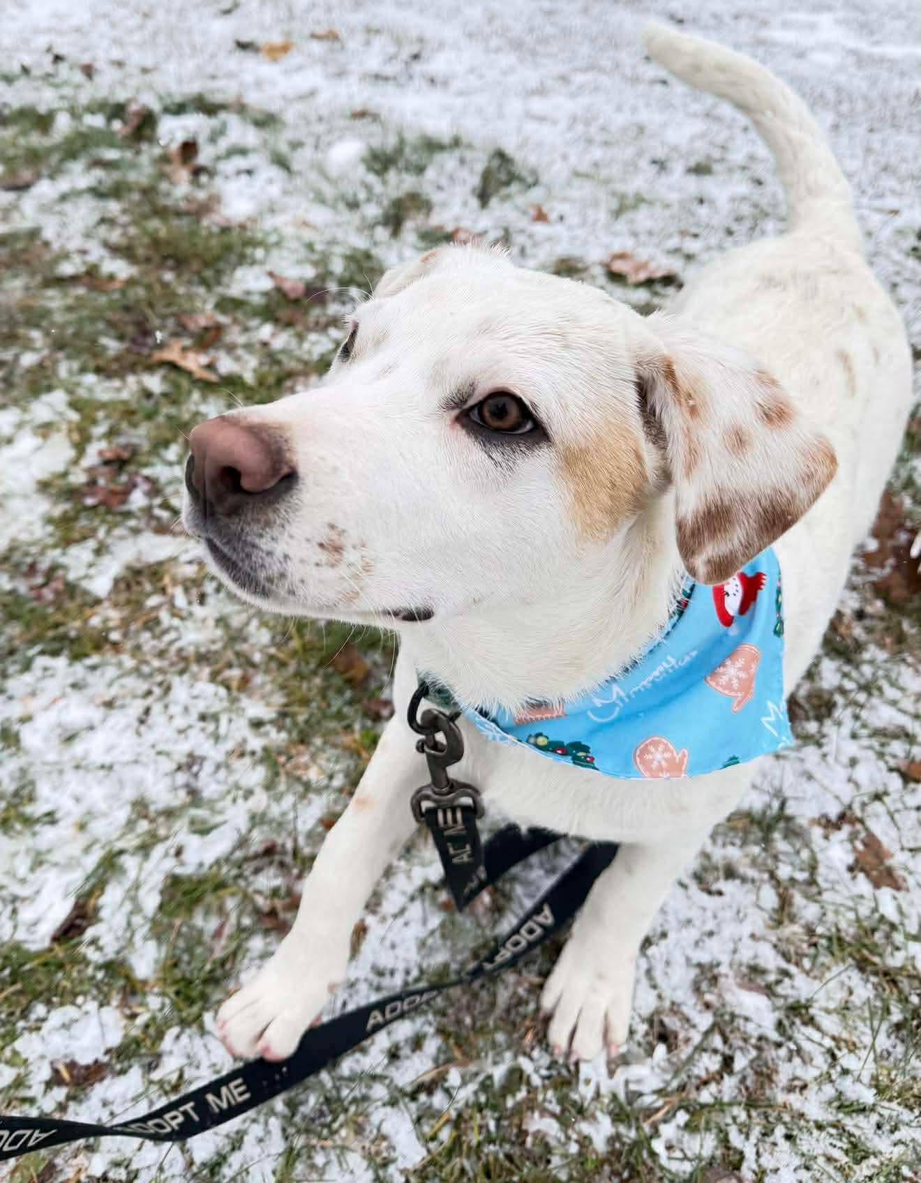 Enlarge Pete, a Adoptable mixed breed in Argyle, NY image 5/5