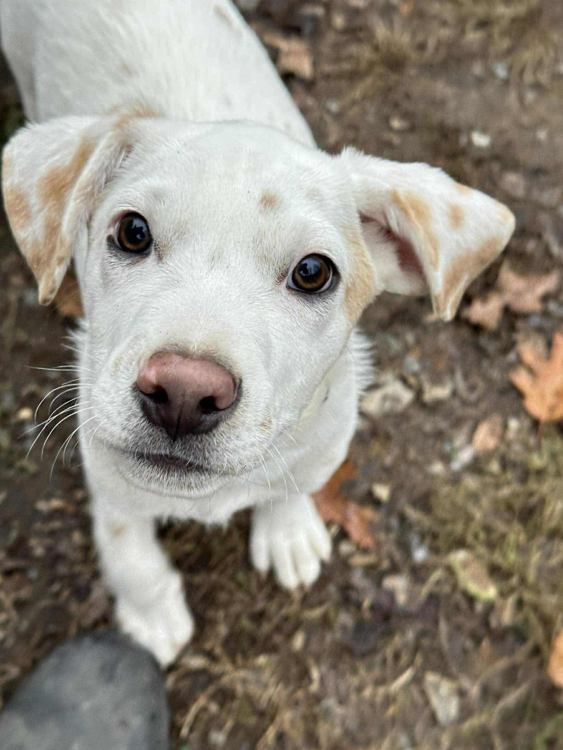 Pete, a Adoptable mixed breed in Argyle, NY image 6/6