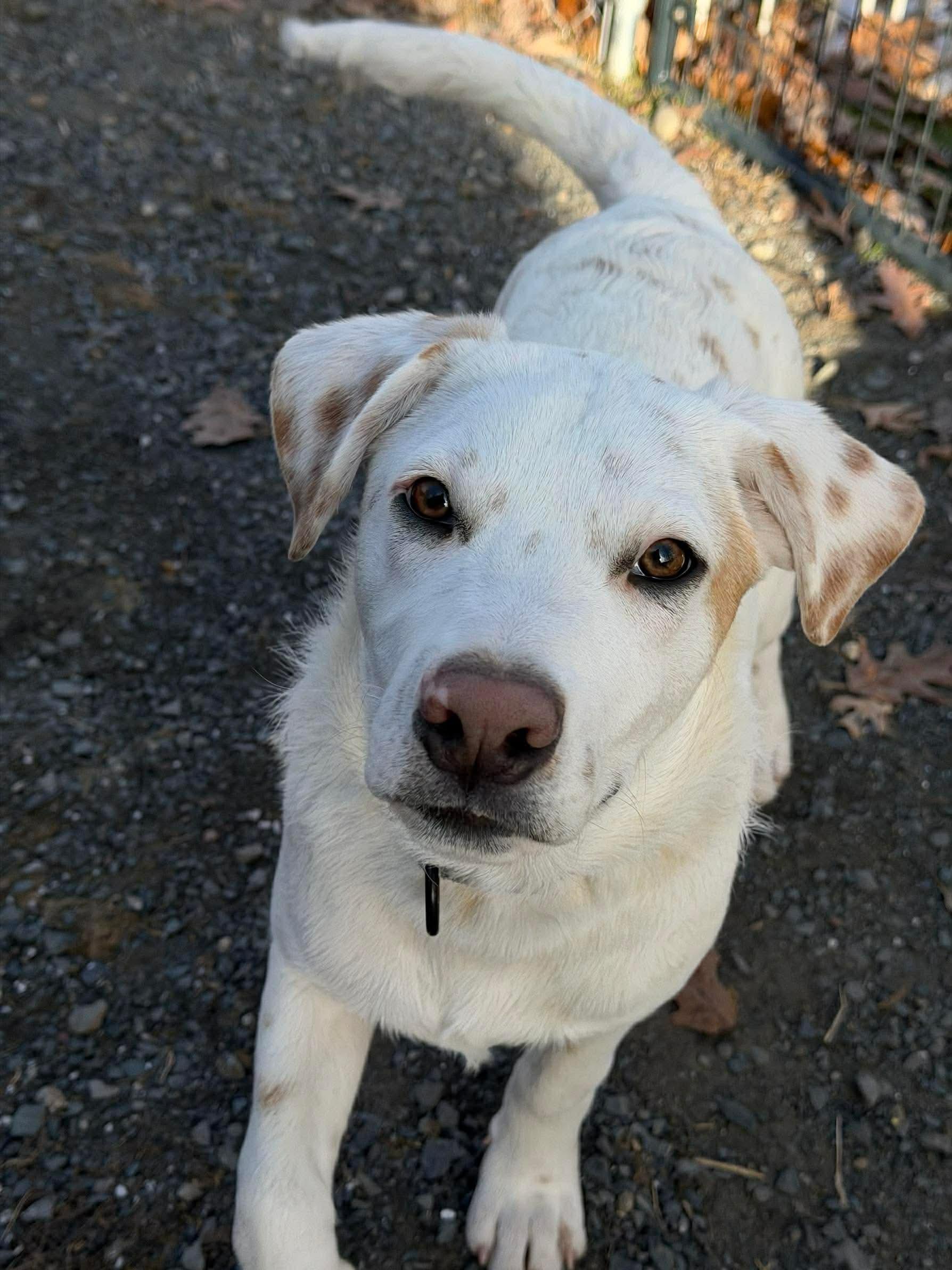 Enlarge Pete, a Adoptable mixed breed in Argyle, NY image 2/5