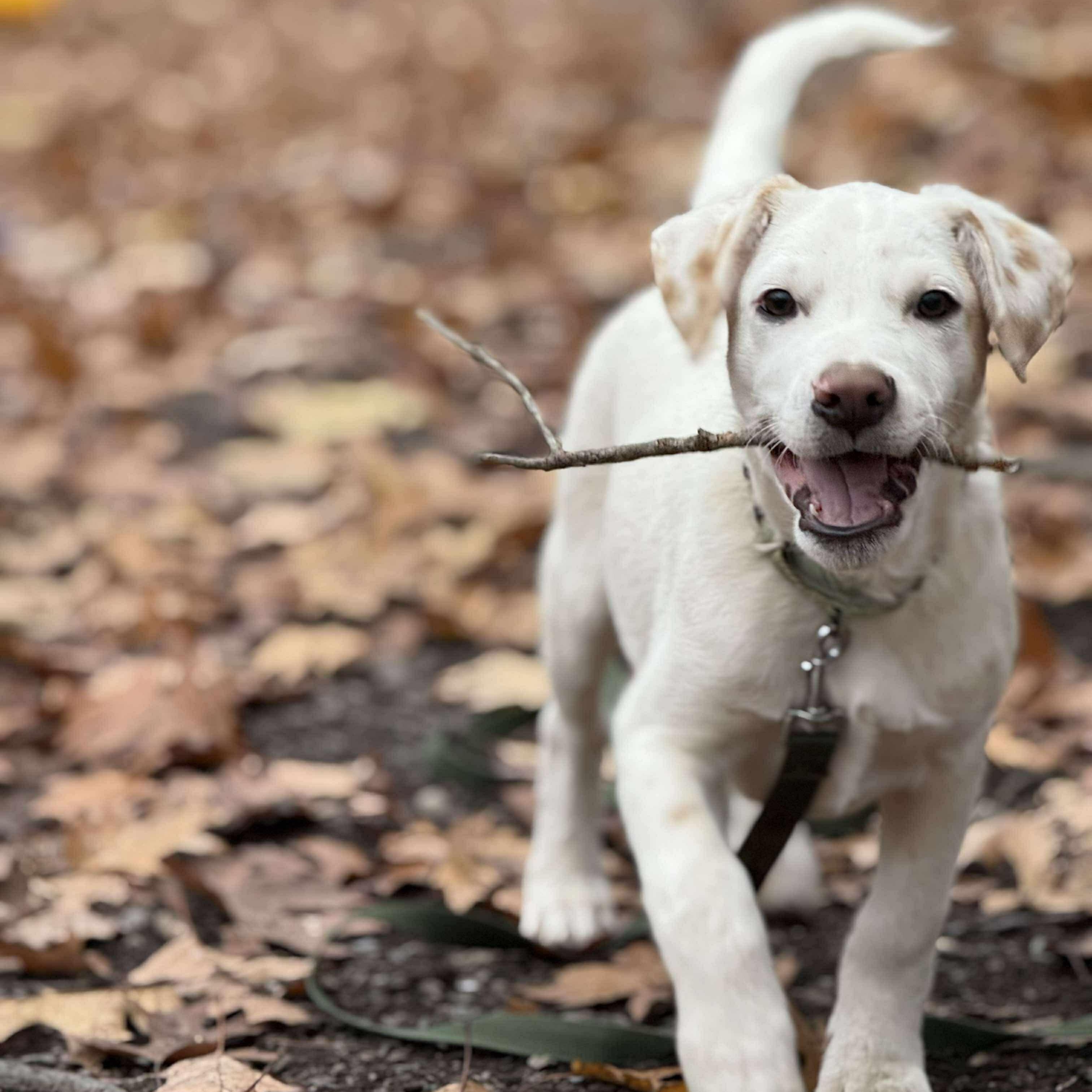 Pete, Adoptable, Puppy Male Australian Cattle Dog / Blue Heeler & Hound.