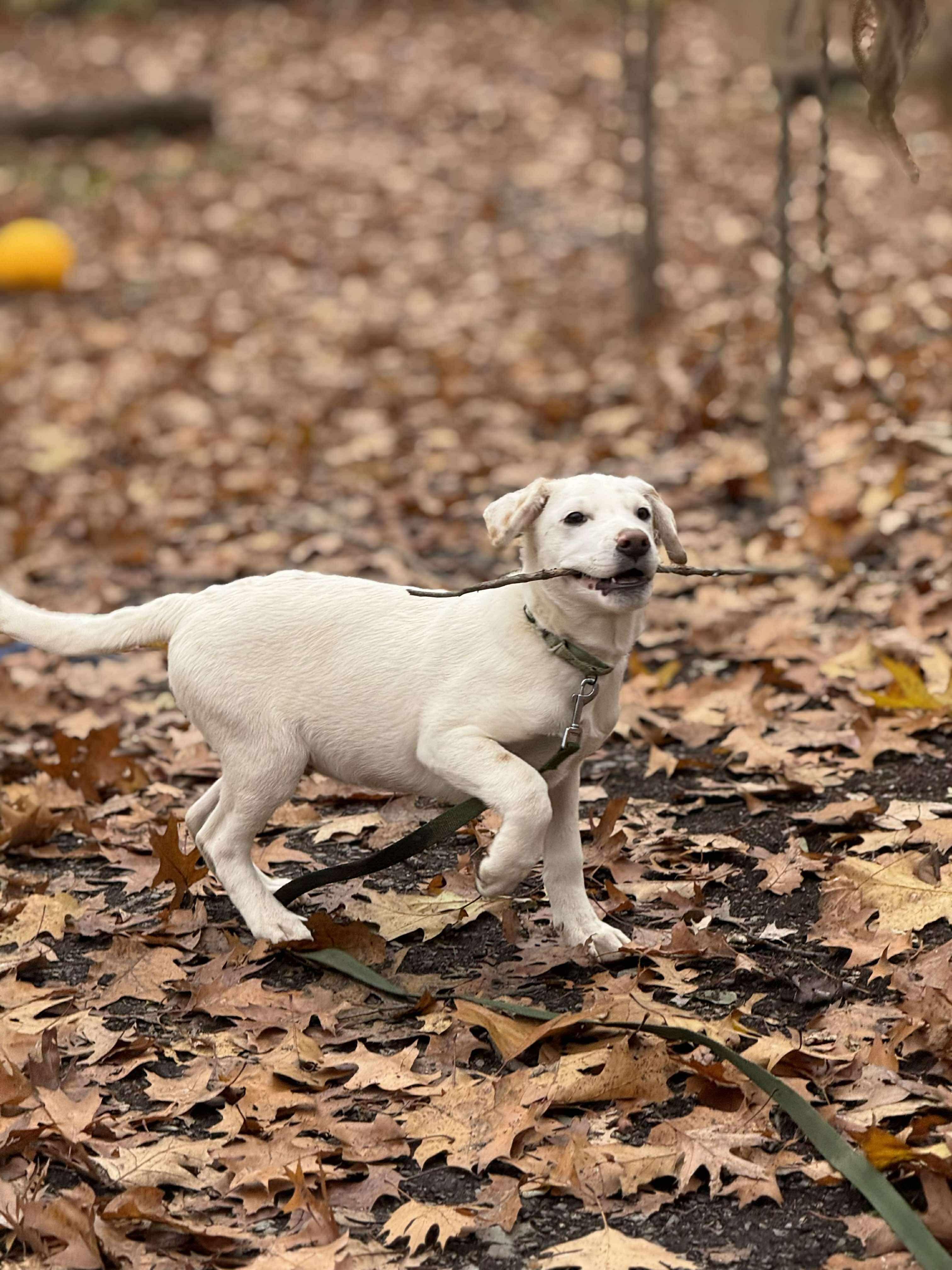 Pete, a Adoptable mixed breed in Argyle, NY image 4/6