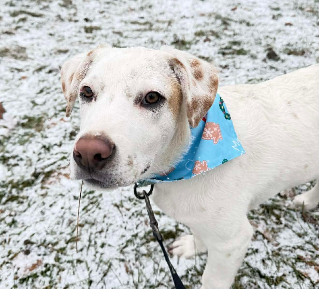 Pete, Adoptable, Puppy Male Australian Cattle Dog / Blue Heeler & Hound.