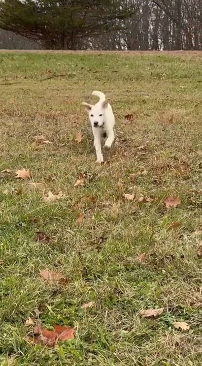 Enlarge Pete, a Adoptable mixed breed in Argyle, NY video 2/6