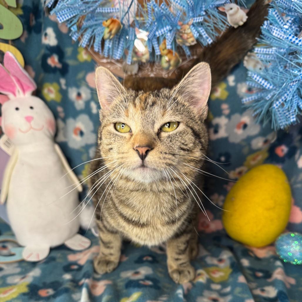 Molly, Adoptable, Young Female American Shorthair & Domestic Short Hair.