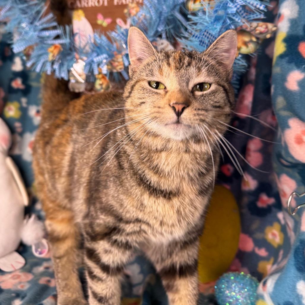 Enlarge Molly, a Adoptable mixed breed in Mount Vernon, IL image 2/6