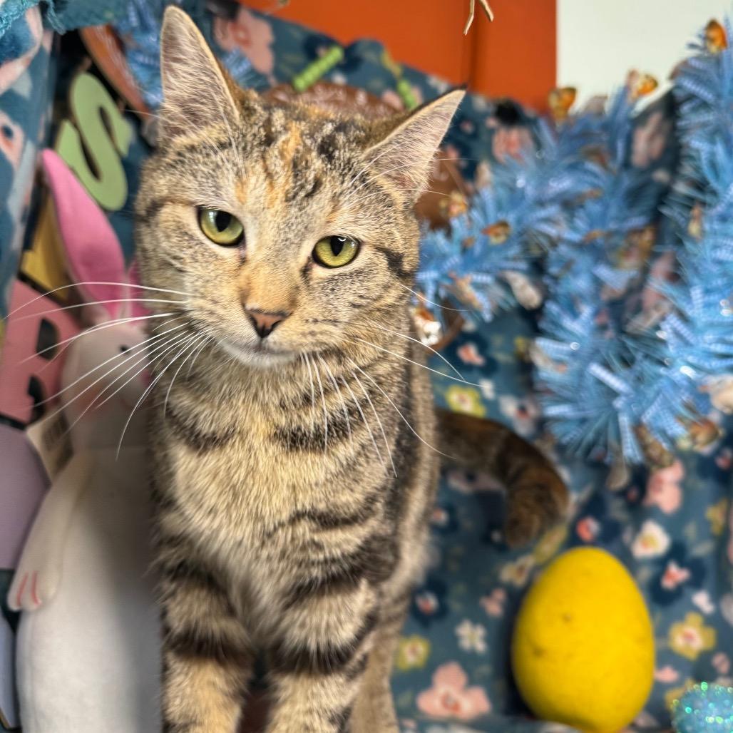 Enlarge Molly, a Adoptable mixed breed in Mount Vernon, IL image 3/6