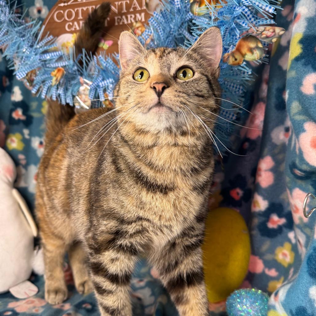 Enlarge Molly, a Adoptable mixed breed in Mount Vernon, IL image 4/6