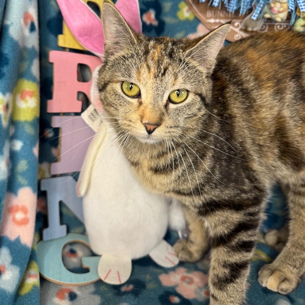 Enlarge Molly, a Adoptable mixed breed in Mount Vernon, IL image 5/6