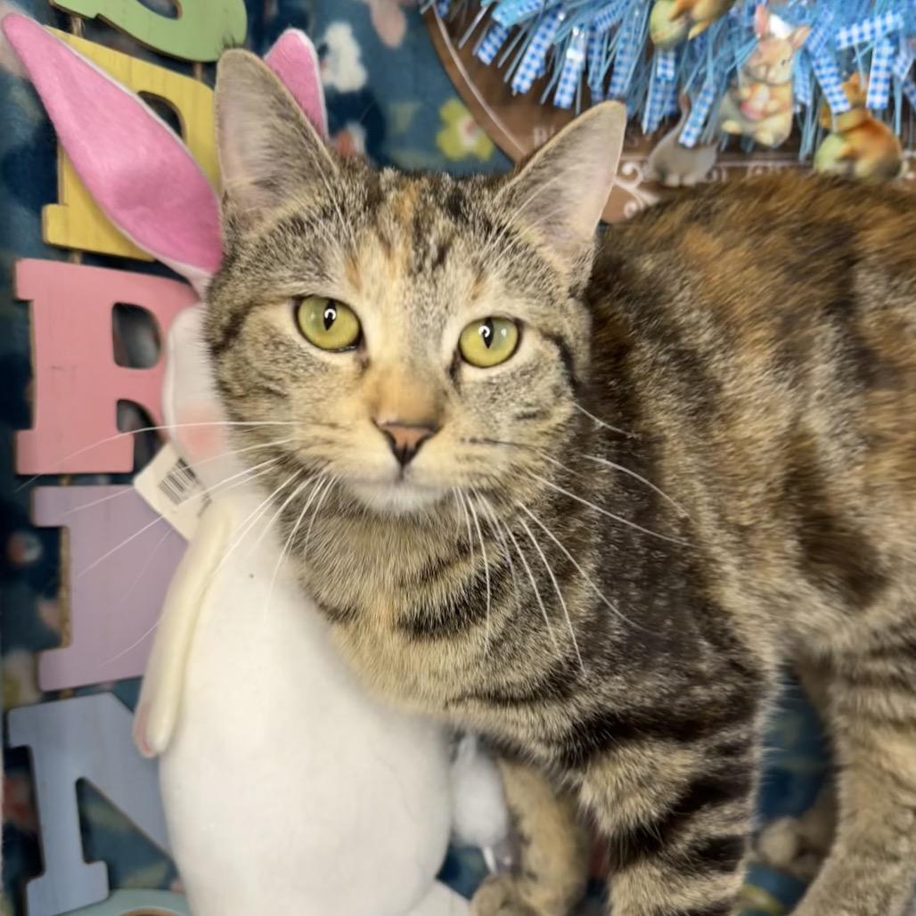 Enlarge Molly, a Adoptable mixed breed in Mount Vernon, IL image 6/6