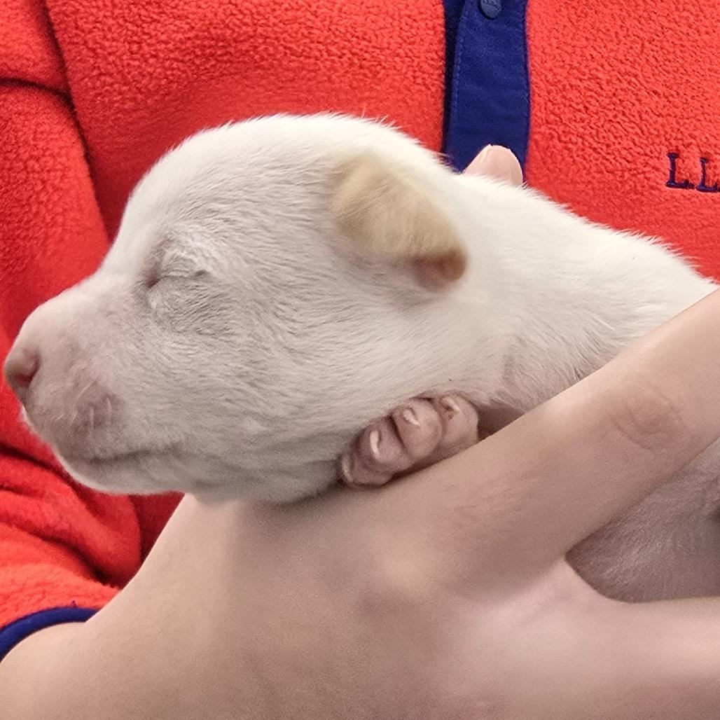 Enlarge Kilo, a Adoptable Mixed Breed in Winston Salem, NC image 1/5