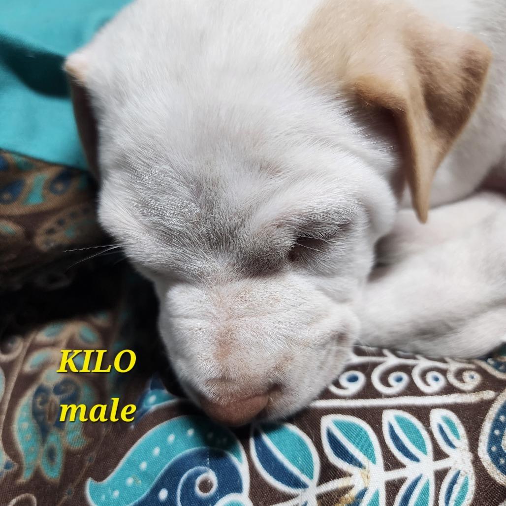 Enlarge Kilo, a Adoptable Mixed Breed in Winston Salem, NC image 3/5