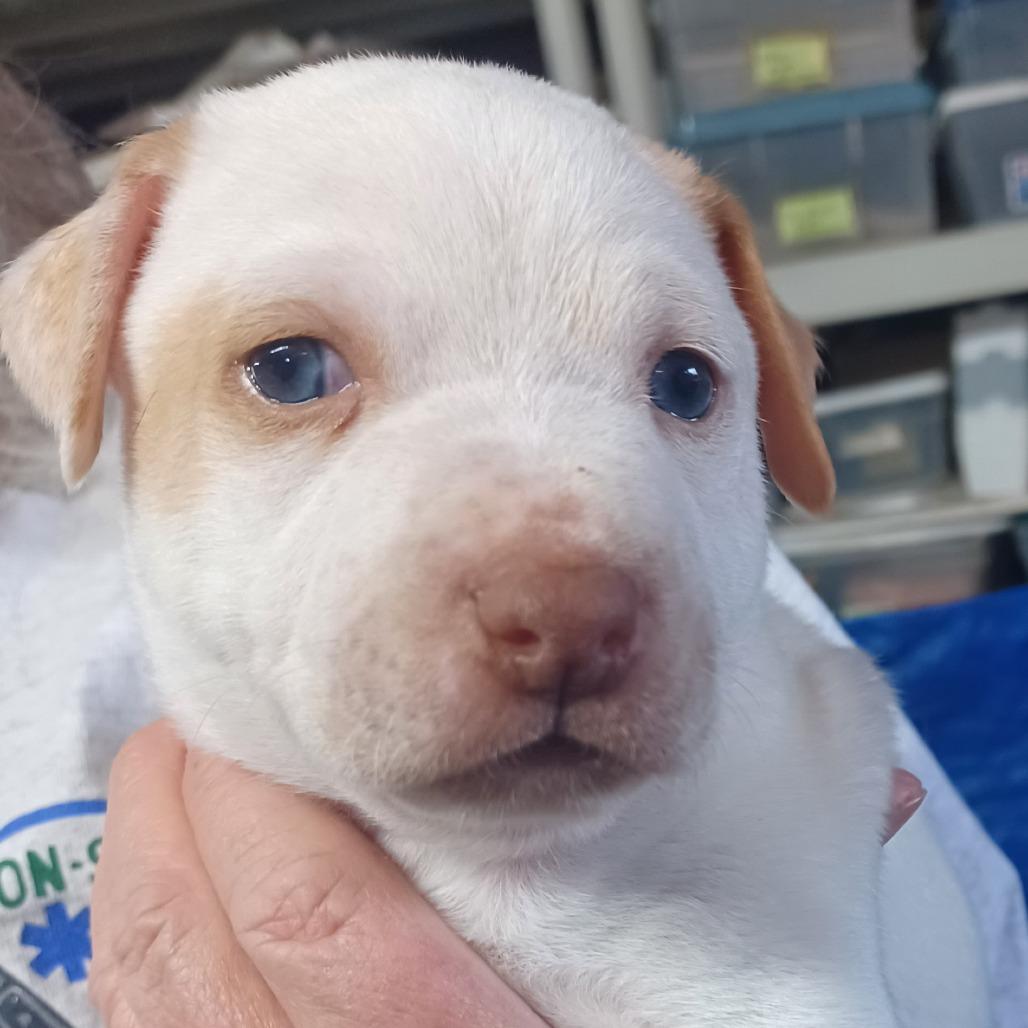 Kilo — thumbnail 5