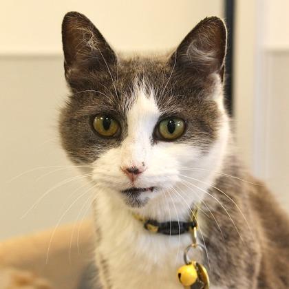 Beka, ADOPTABLE, Adult Female Domestic Short Hair.