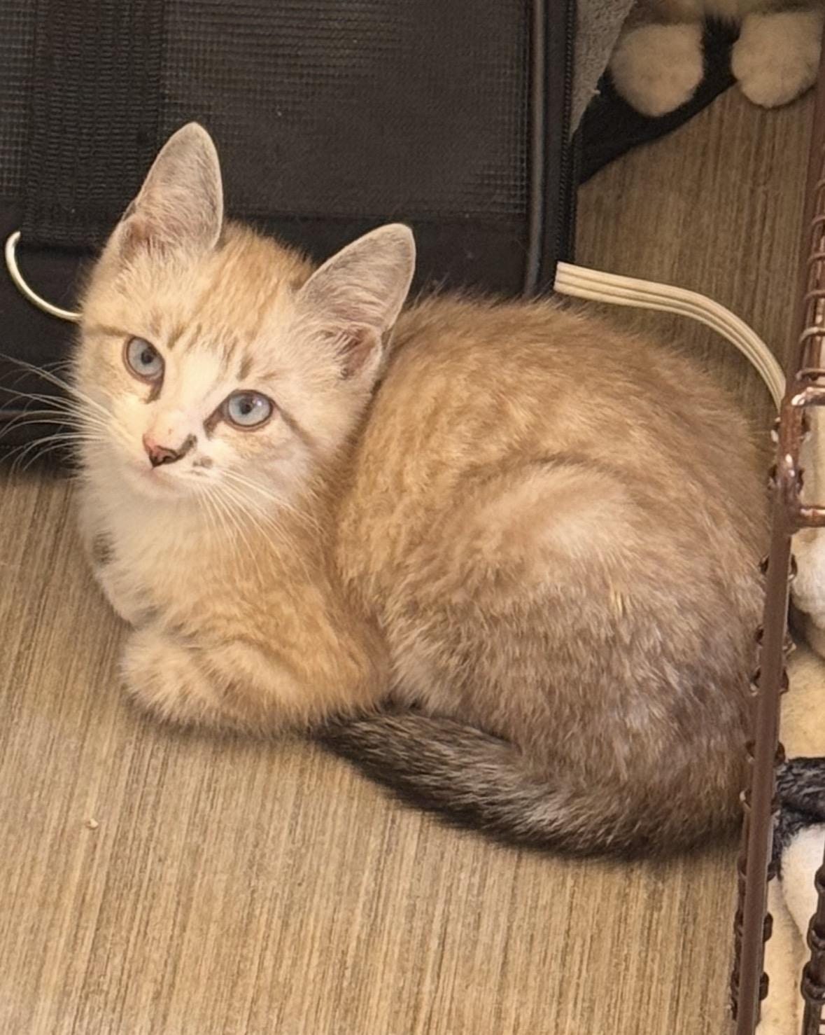 Enlarge Casper   handsome sweetheart, a Adoptable Domestic Medium Hair in Macomb, MI image 1/1