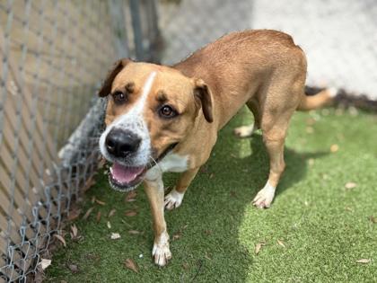 Freya, a Adoptable mixed breed in Gainesville, FL image 2/3