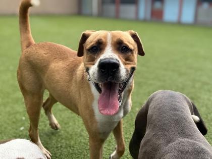 Freya, a Adoptable mixed breed in Gainesville, FL image 3/3