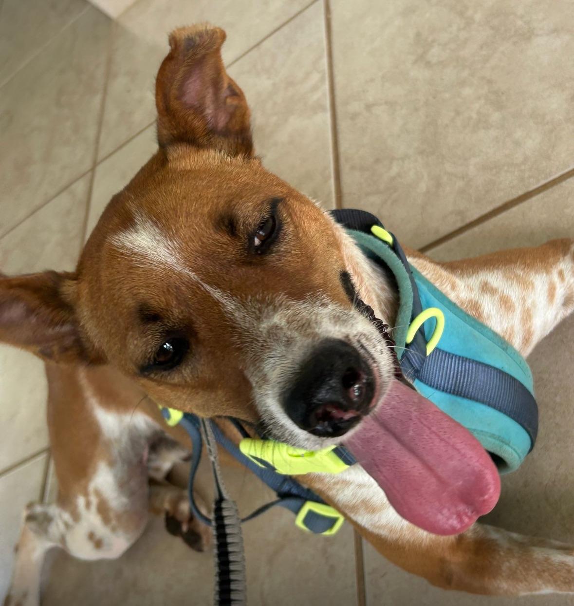 Angelo the Angel, a Adoptable mixed breed in GREAT NECK , NY image 2/5