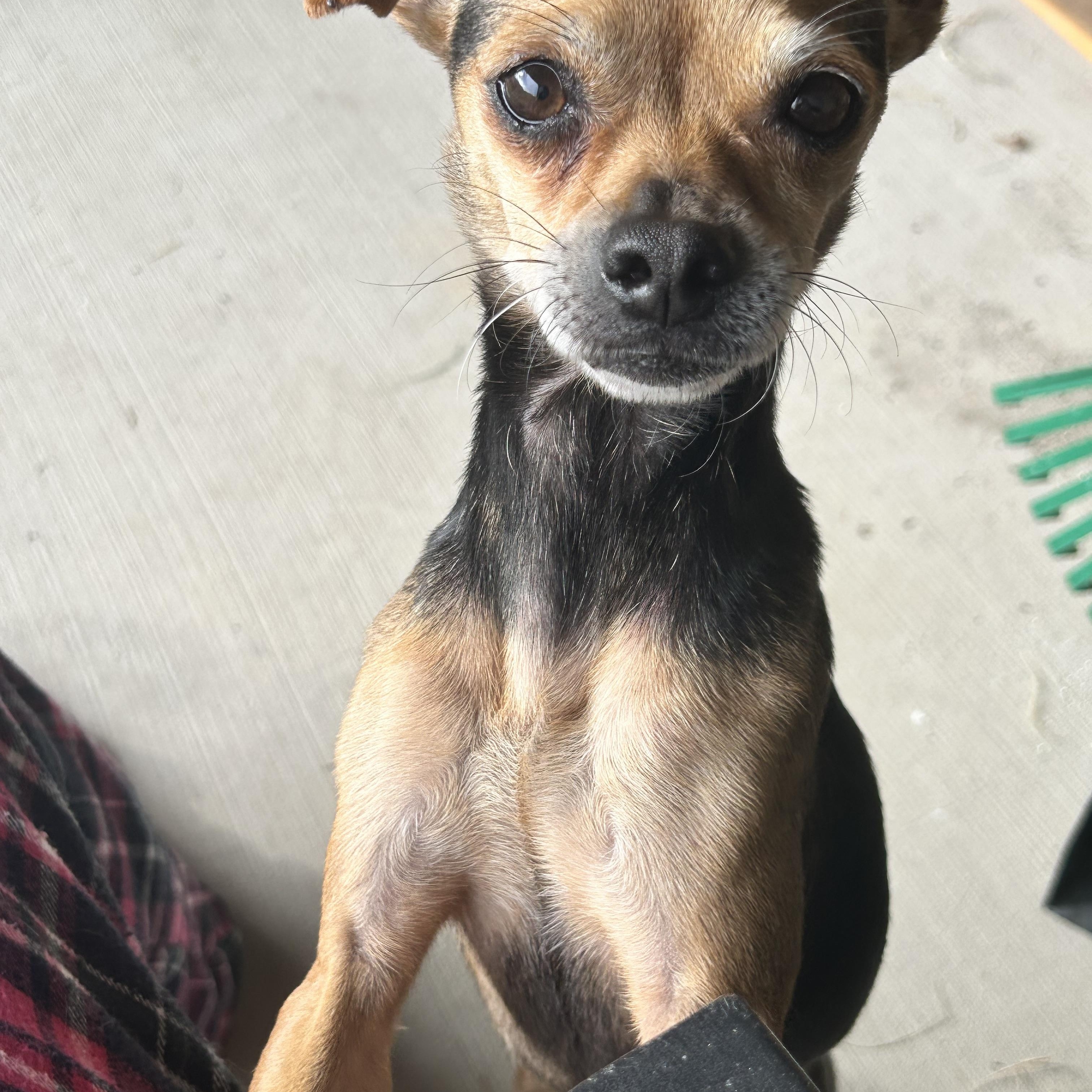 Rogue, Adoptable, Adult Female Chihuahua.