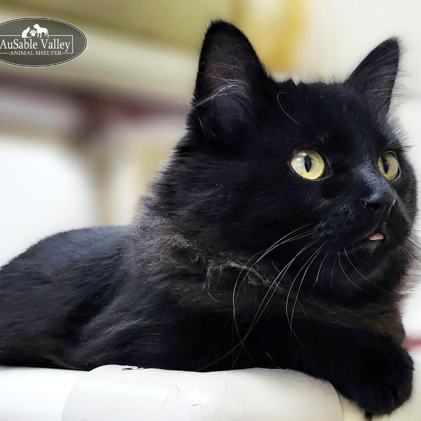 Enlarge Hiccup, an adopted Domestic Long Hair in Grayling, MI image 5/5