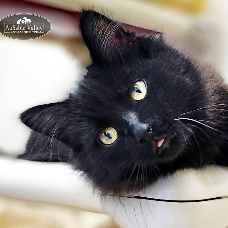 Enlarge Hiccup, an adopted Domestic Long Hair in Grayling, MI image 3/5