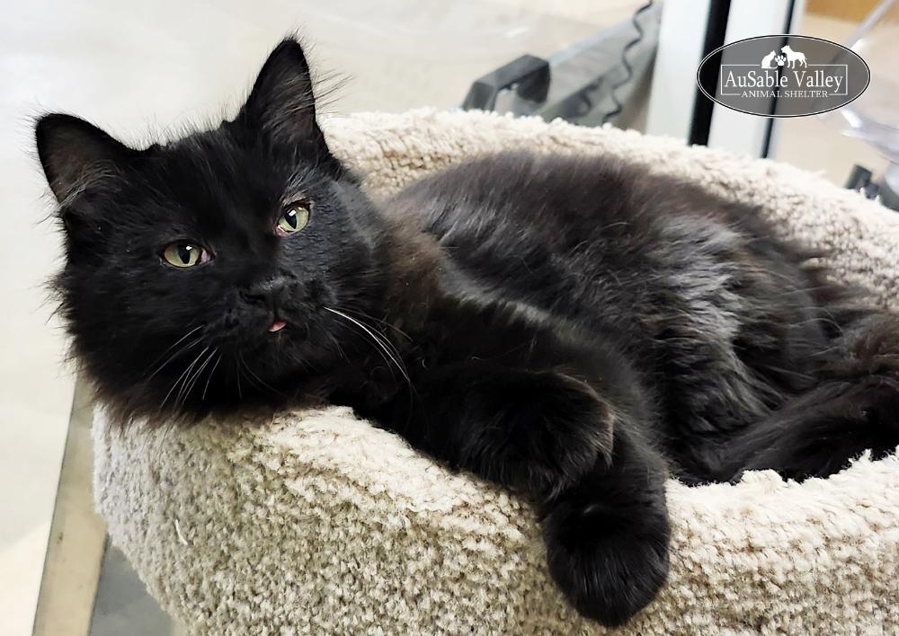 Enlarge Hiccup, an adopted Domestic Long Hair in Grayling, MI image 1/5