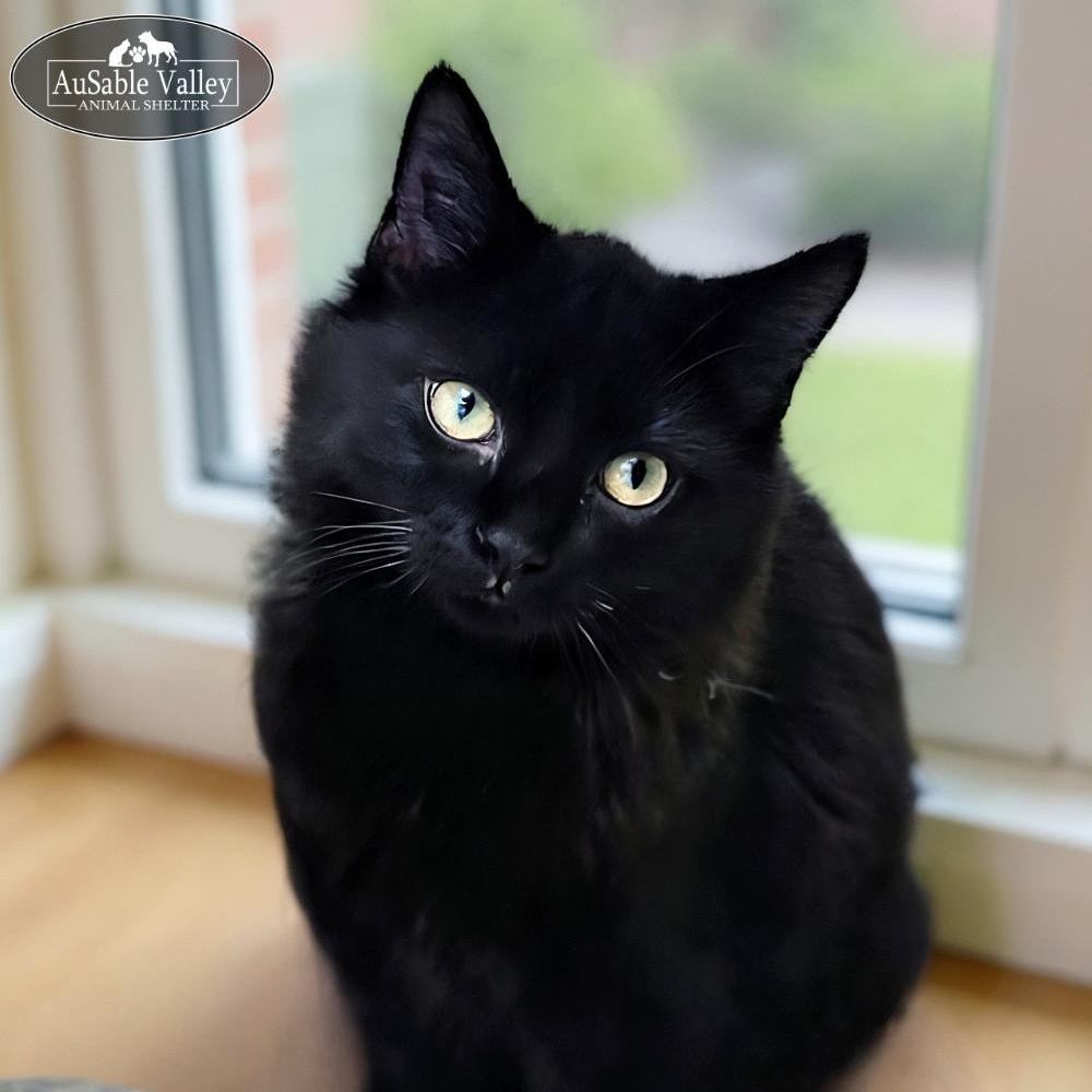 Enlarge Hiccup, an adopted Domestic Long Hair in Grayling, MI image 2/5