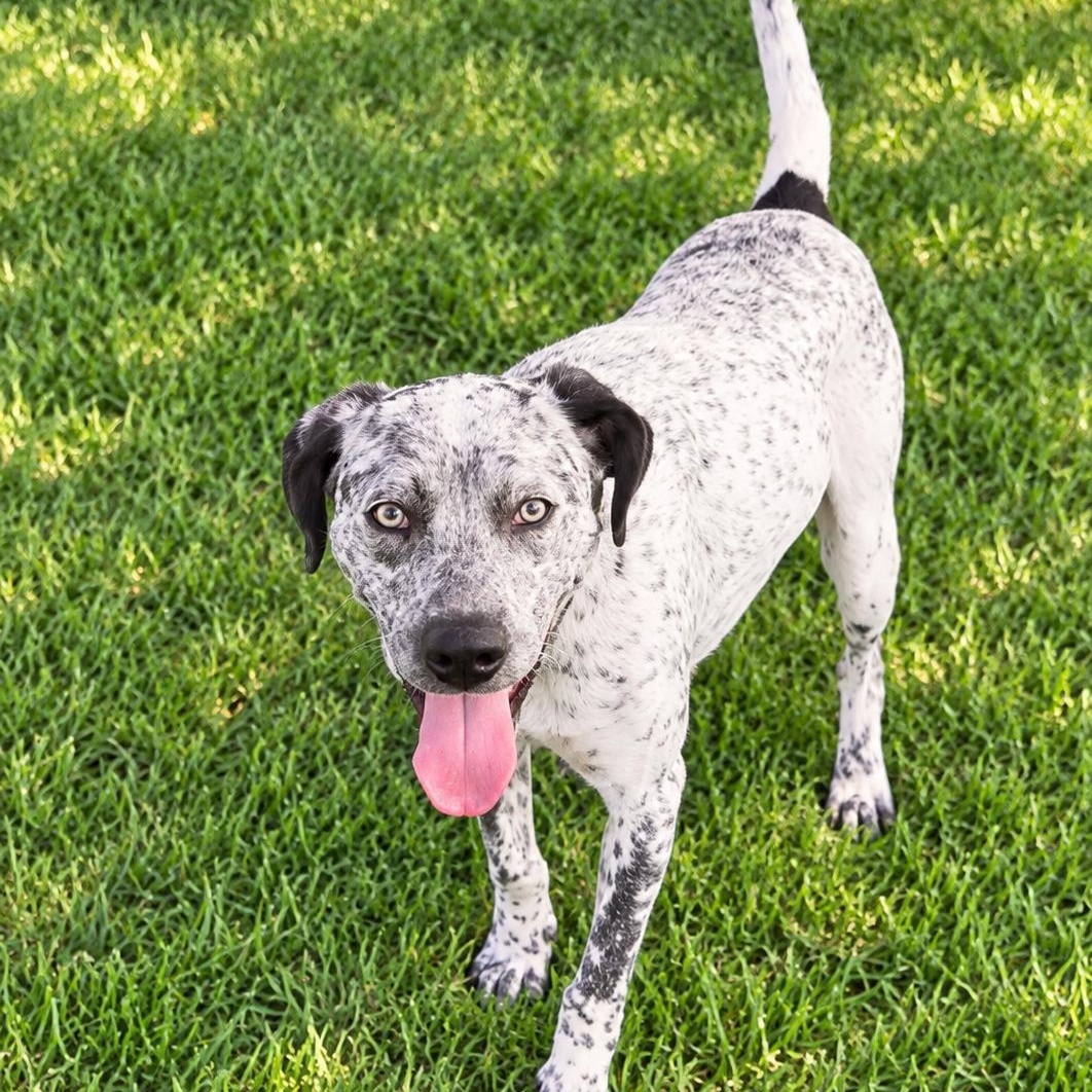 Enlarge TESSA (Gorgeous, Loving, Loyal, Loves People & Water, Fast, Energetic, Adventurer), a Adoptable mixed breed in South Burlington, VT image 4/6