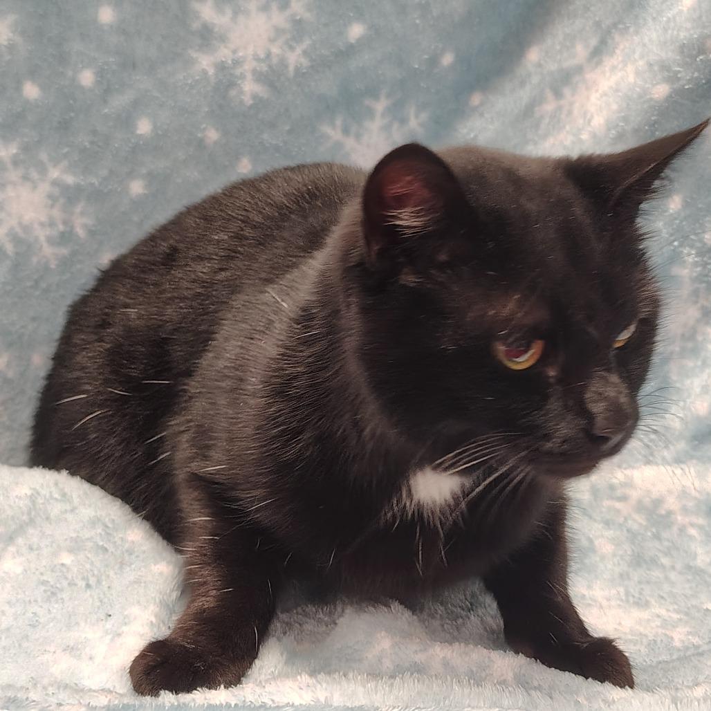 Stella/Purple PawPrint, Adoptable, Young Female Domestic Short Hair.