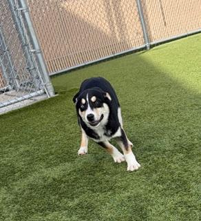 Enlarge Stockings , a ADOPTABLE mixed breed in Liberty, MO image 6/6